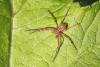 Philodromus sp.